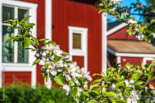 apple branch with flowers at spring sunny day with blurred swedish red house at the background