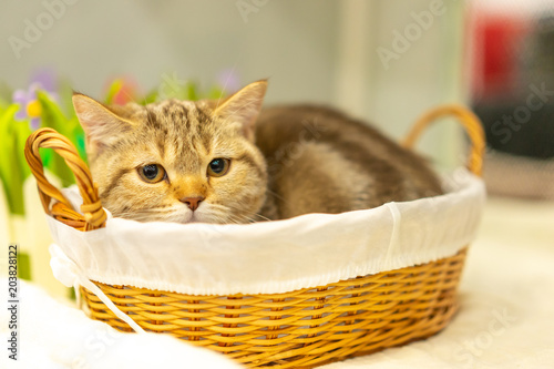 The cat is sitting in the b...