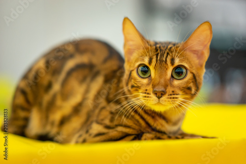 Foto The cat is looking at the camera