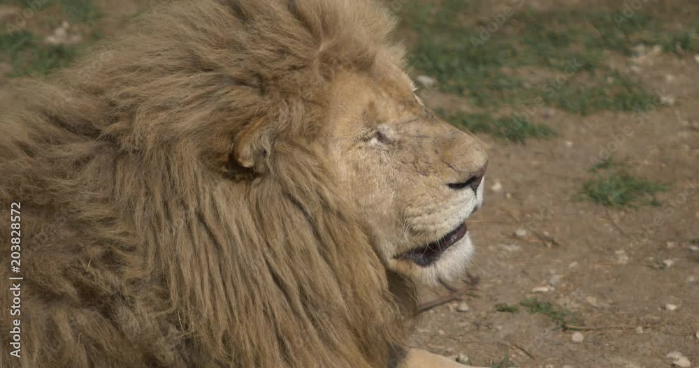 a portrait of a lion with a shaggy mane a portrait of a lion with a shaggy mane