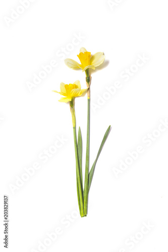 Two yellow Daffodils. Narcissus flowers