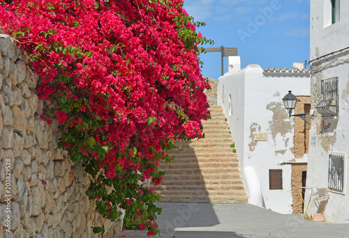 Fototapeta Naklejka Na Ścianę i Meble -  Beautiful pink bougainvillea in Ibiza