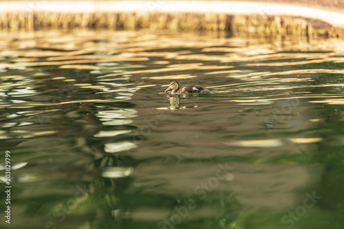baby duckling in pond