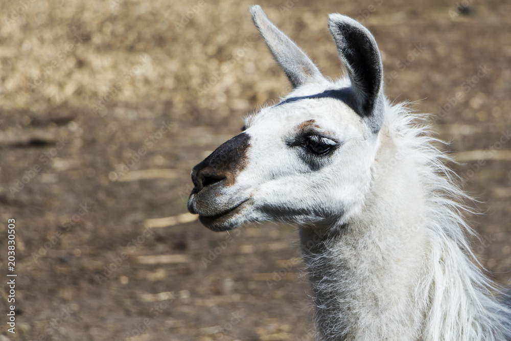 beautiful animal llama, white, close-up.
