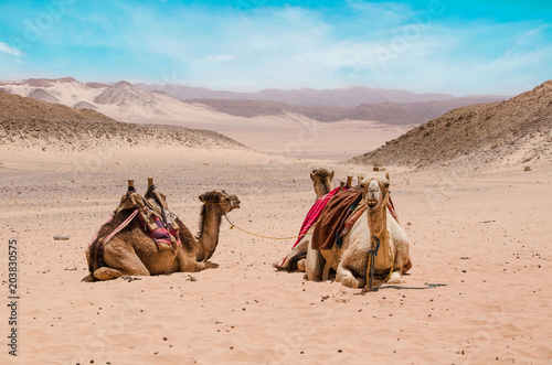 Camel in arabic desert in the summer heat