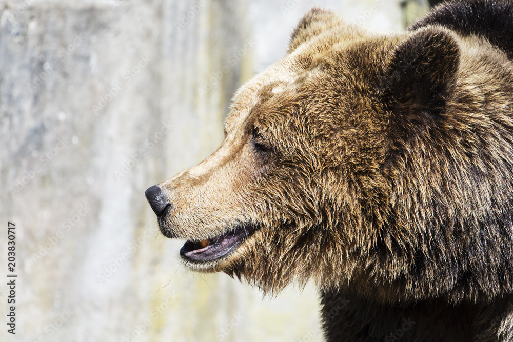 Obraz premium Brown bear on the background of gray rocks.