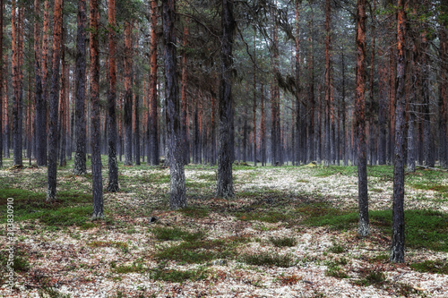 Kiefernwald mit Rentierflechten in Schweden photo