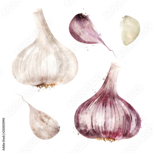Garlic on white background. Watercolor illustration