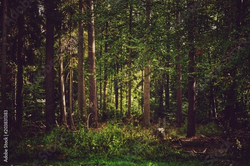 Dense forest with trees and sunlight