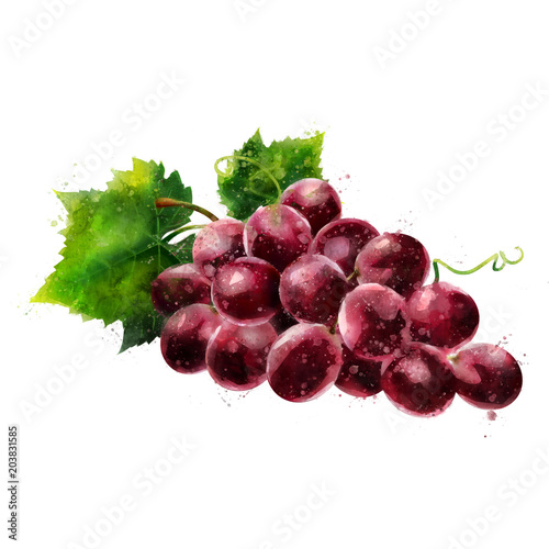 Red grapes on white background. Watercolor illustration