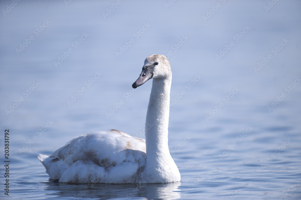 Fototapeta premium Swan on the lake.