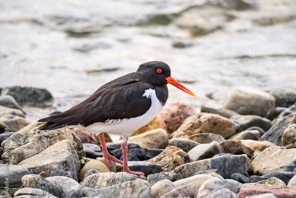 Eurasian Oystercatcher - Haematopus ostralegus - wader bird walking on stones - closeup - Photo made in North Norway Kwaloya Eurasian Oystercatcher - Haematopus ostralegus - wader bird walking on stones - closeup - Photo made in North Norway Kwaloya