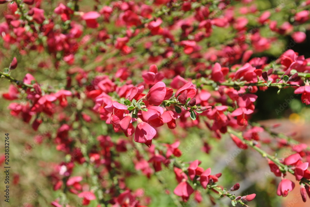 Żarnowiec czerwony - Boskoop Ruby