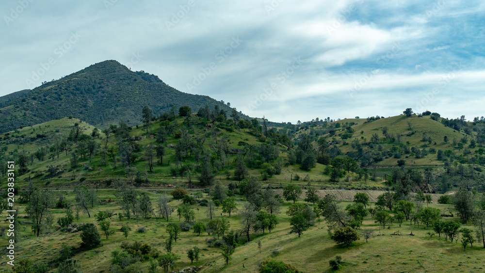 forest, tehachapi, california, trees forest, tehachapi, california, trees