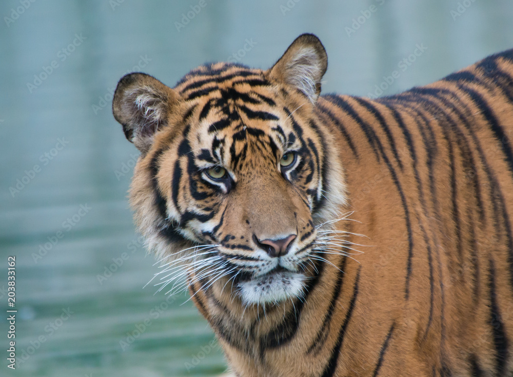 Tiger Tiger