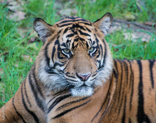 Tiger © ryan