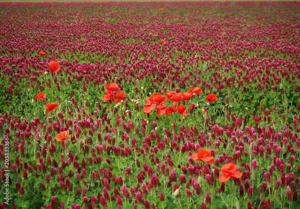 Crimson clover field with red poppies in the middle
