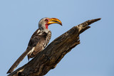 Southern yellow-billed hornbill in Kruger National Park in South Africa