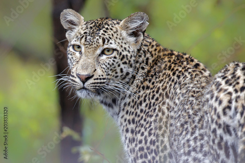 Portrait of a young female leopard in Sabi Sands Private Game Reserve in South Africa
