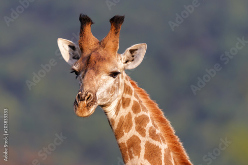 ortrait of a giraffe in Nkomazi Private Game Reserve in South Africa