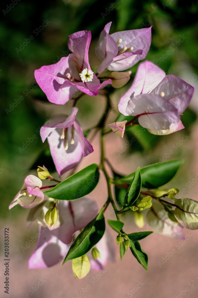 Obraz premium flower, 