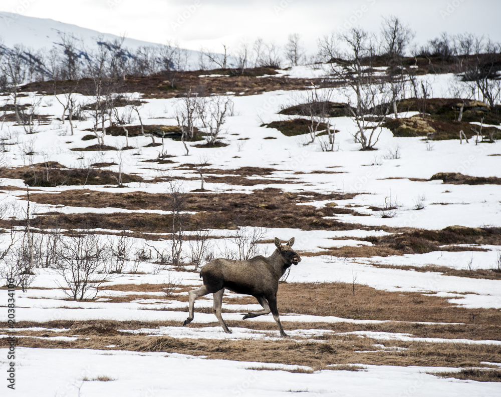 Fototapeta premium elk in Northern Norway,Tromso