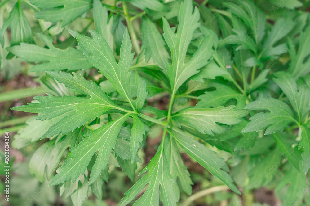 leaves of peonies leaves of peonies