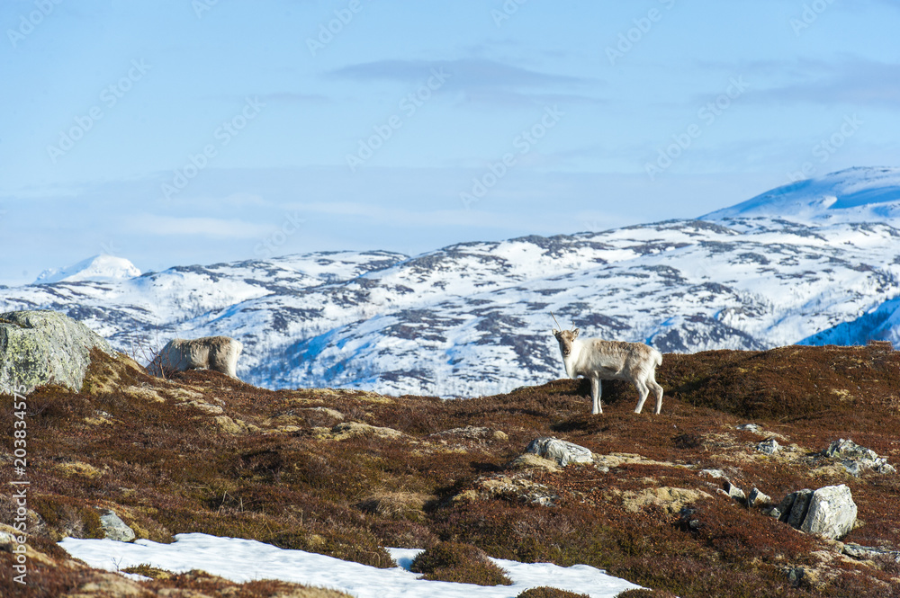 reindeer in its natural environment in scandinavia .Tromso