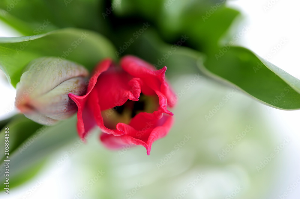 aroma, flower, fresh, open, reflection, stil life, spring, tulips, composition, beautiful, beauty, bloom, blossom, bouquet, red aroma, flower, fresh, open, reflection, stil life, spring, tulips, composition, beautiful, beauty, bloom, blossom, bouquet, red