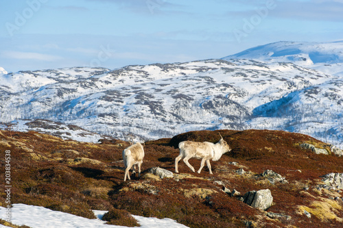 reindeer in its natural environment in scandinavia .Tromso