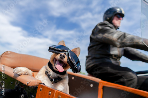 Fotografie Shetland Sheepdog sits with sunglasses in a motorcycle sidecar