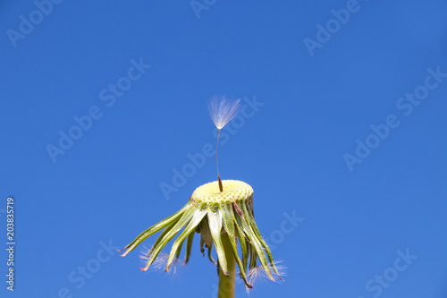 Fototapeta Naklejka Na Ścianę i Meble -  Dandelion - Taraxacum officinale