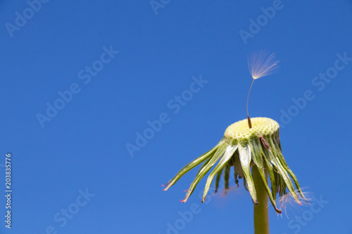 Fototapeta Naklejka Na Ścianę i Meble -  Dandelion - Taraxacum officinale