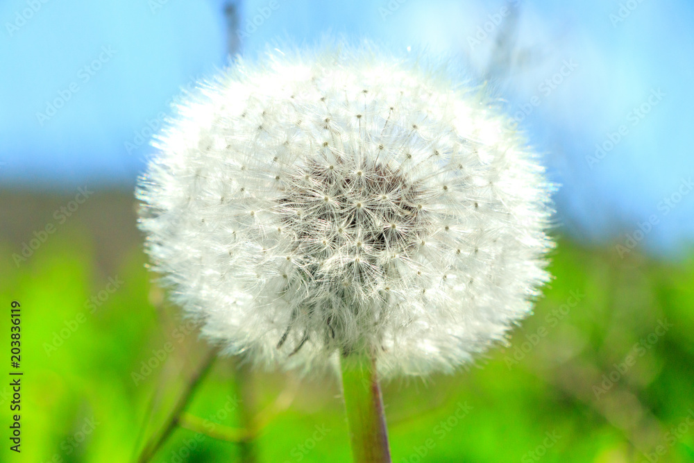 Dandelion - Taraxacum officinale Dandelion - Taraxacum officinale