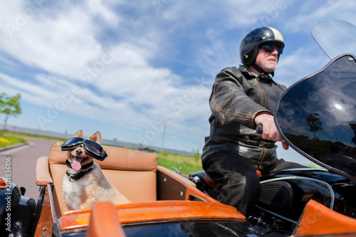Shetland Sheepdog sits with sunglasses in a motorcycle sidecar