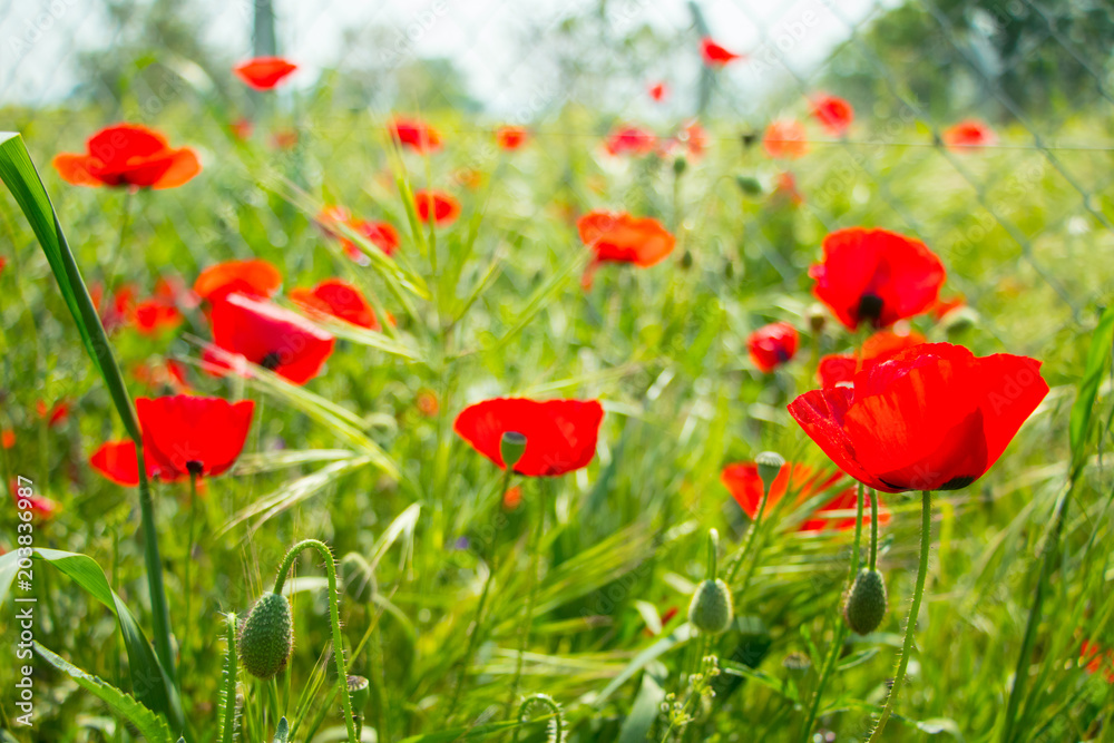 Obraz premium Gorgeous red poppy