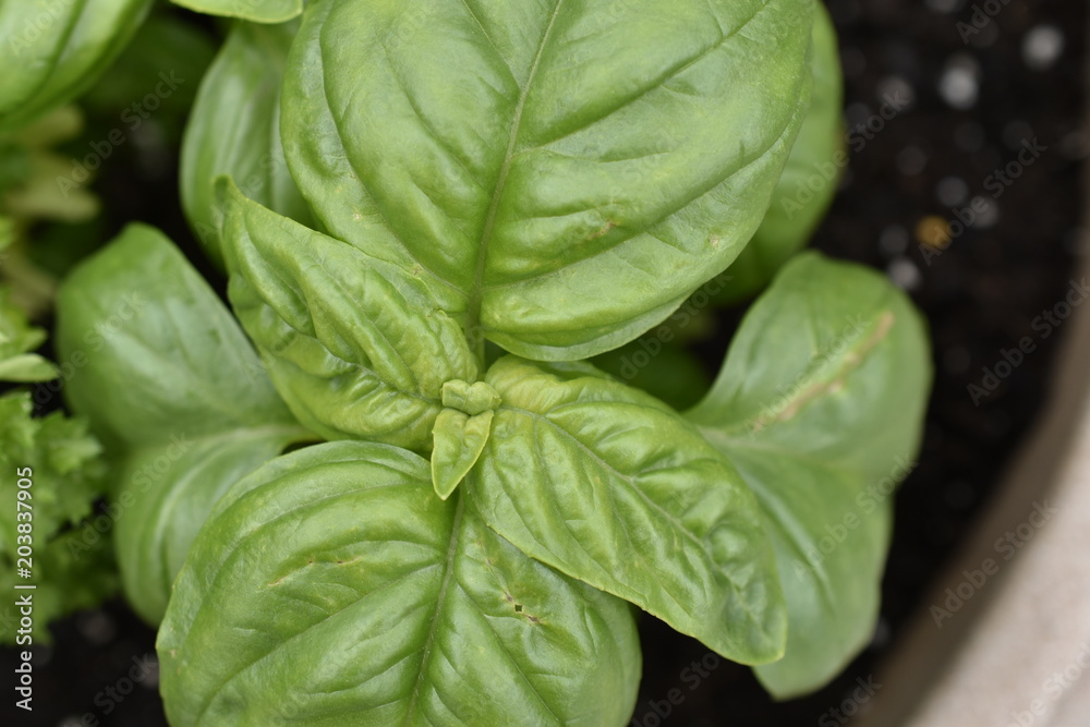 basil leaf macro basil leaf macro