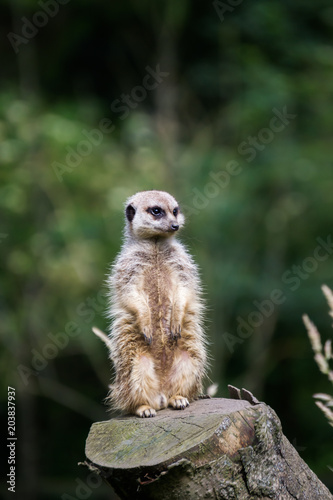 Meerkat Alone Sitting on Tree Trunk