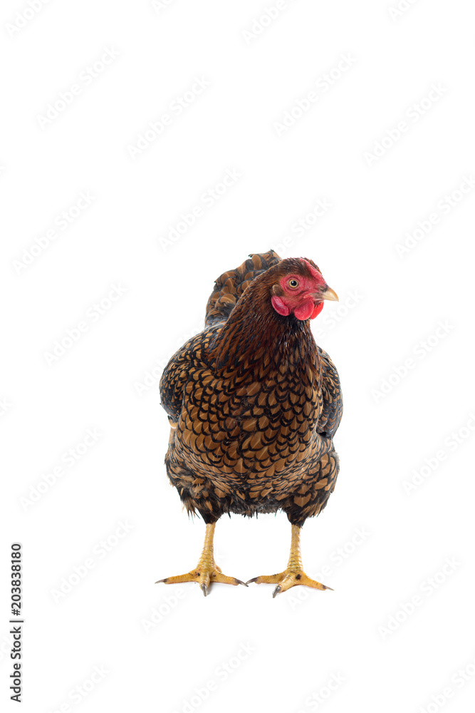 Fototapeta premium Wyandotte bantam Chicken golden laced in white background