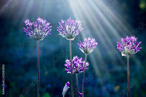 Ornamental onions at dusk