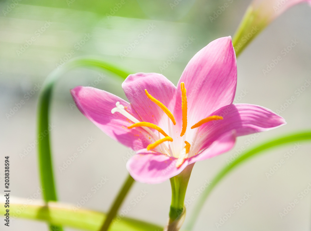 Pink flower of rosepink zephyr lily or pink rain lily (Zephyranthes carinata)