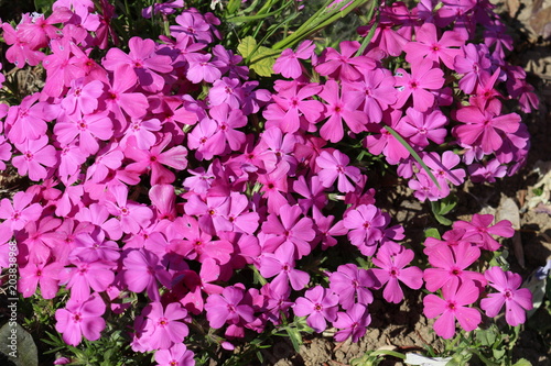 Brightly pink flowers bloom in the flowerbed