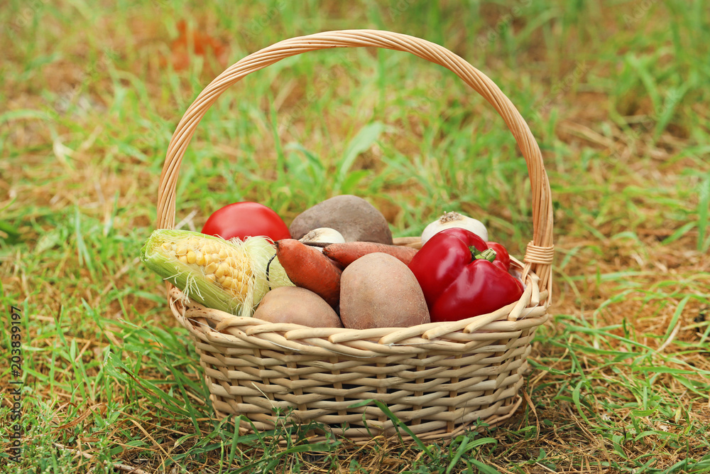 Basket with fresh vegetables in garden Basket with fresh vegetables in garden