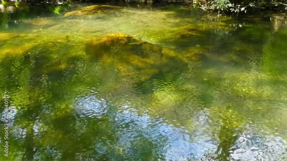 Águas calmas e transparentes na floresta