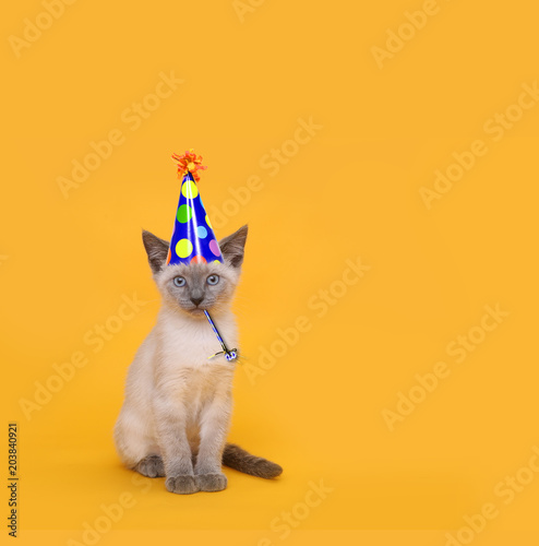 Fototapeta Naklejka Na Ścianę i Meble -  Cut Siamese Party Cat Wearing Birthday Hat