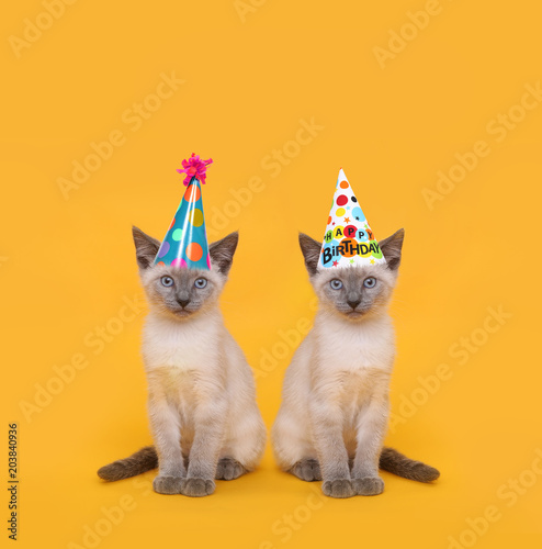 Fototapeta Naklejka Na Ścianę i Meble -  Cut Siamese Party Cats Wearing Birthday Hats
