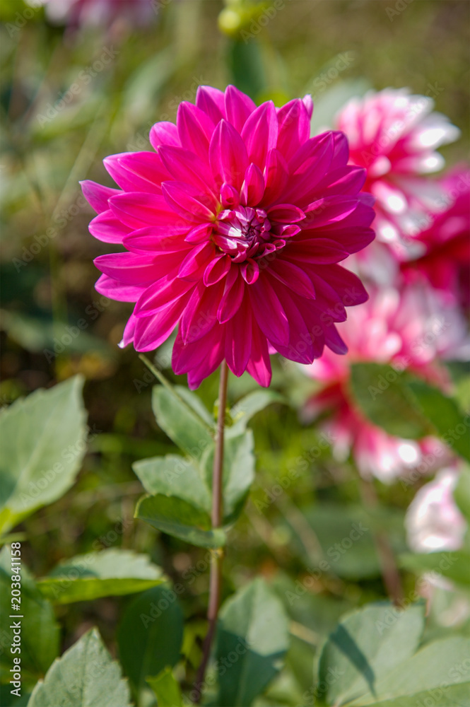 Obraz premium Dahlias in Bloom