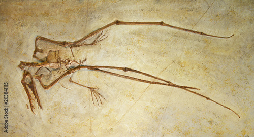 Pterosaur bones © PixilRay