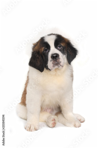 Saint Bernard Puppy With Sweet Expression