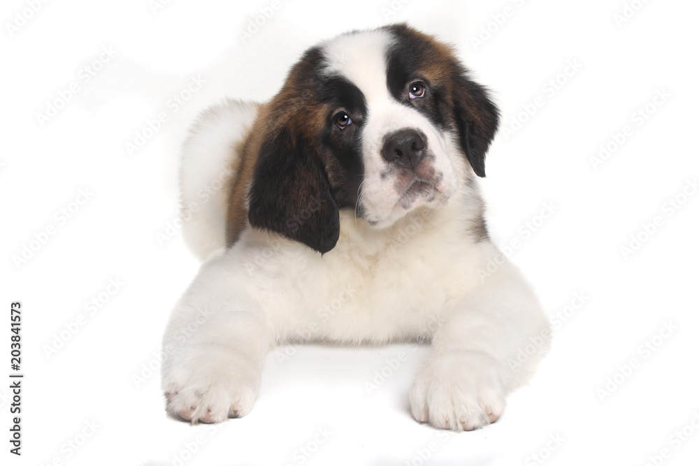 Saint Bernard Puppy With Sweet Expression